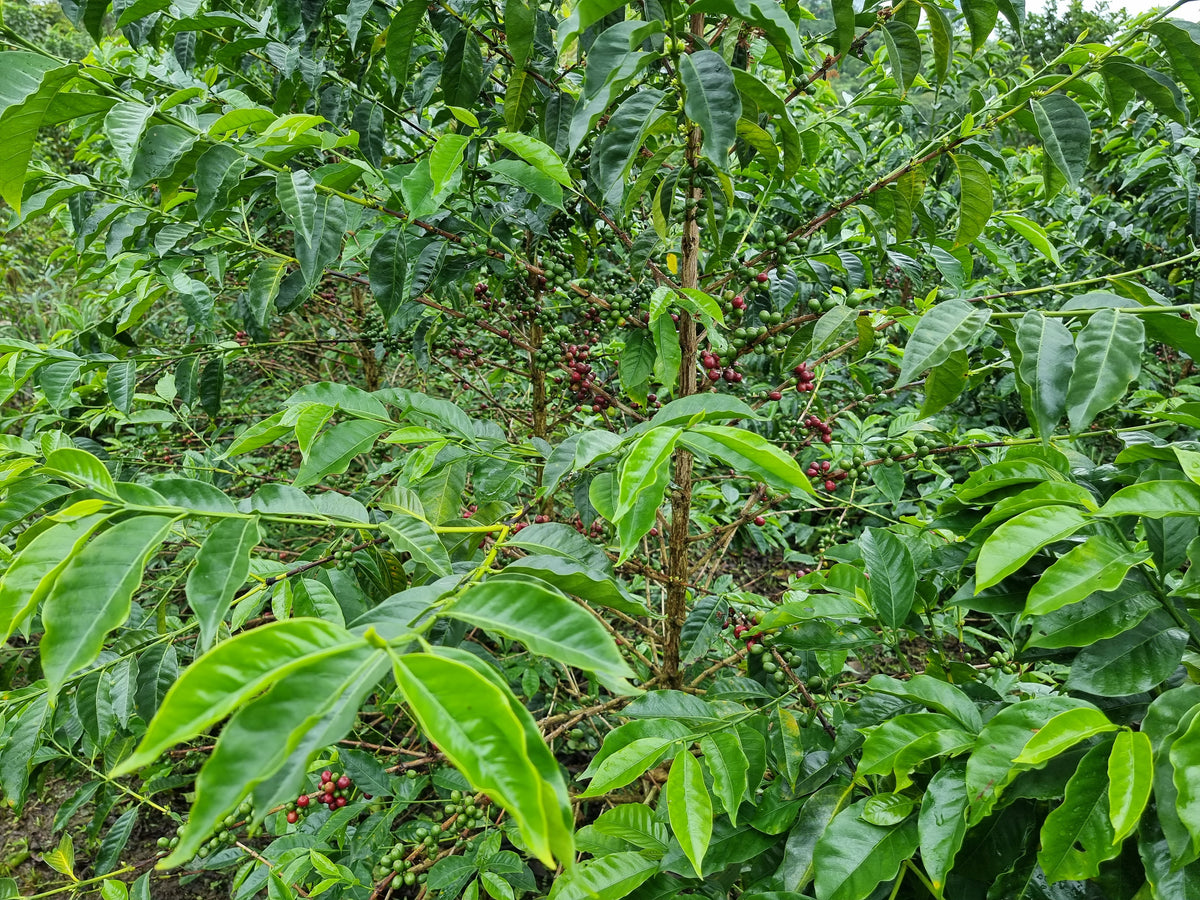 Coffee plants with ripening cherries on a farm