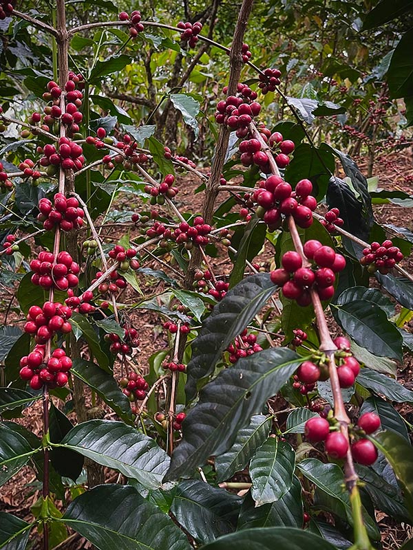 Ripe red coffee cherries on the branch at Eratoi, East Timor