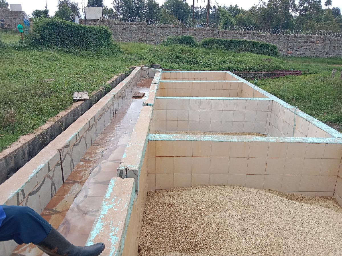 Washing channels full of coffee at the Kii station, Kenya
