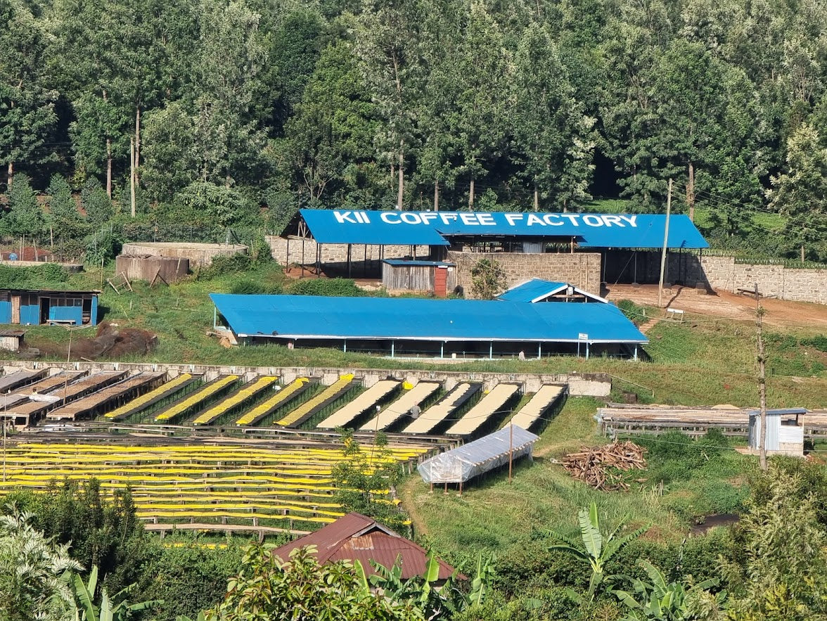 Kii Coffee Factory washing station and raised drying beds in Kirinyaga, Kenya