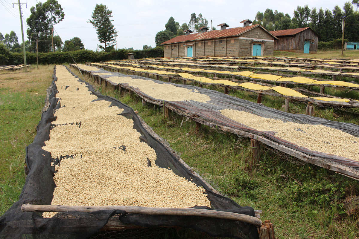 Coffee parchment drying on raised beds at Kii, Kenya