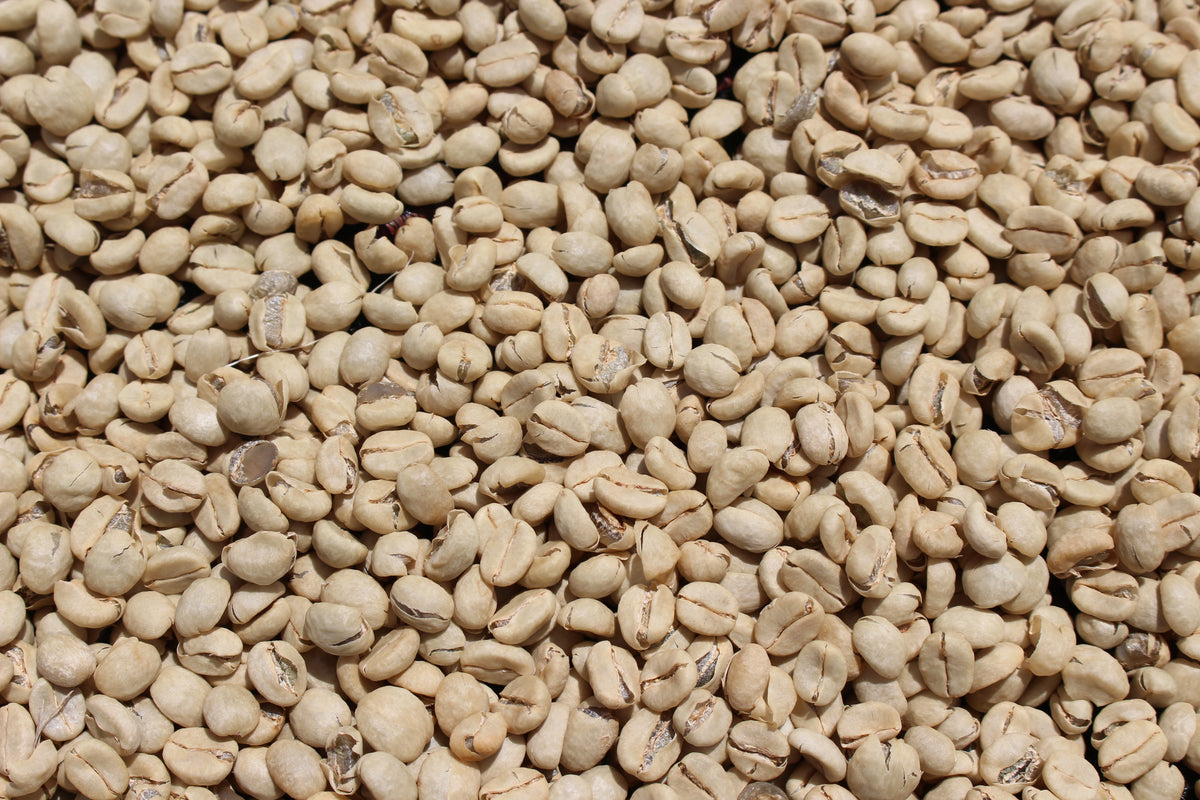 Close-up of dried coffee parchment from Kii, Kenya