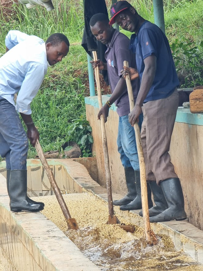 Workers washing coffee in channels at the Kii washing station, Kenya